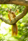 european squirrel