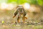 european squirrel