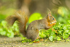 european squirrel