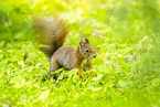 european squirrel