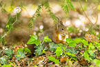 european squirrel