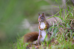 european squirrel