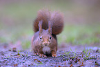 european squirrel