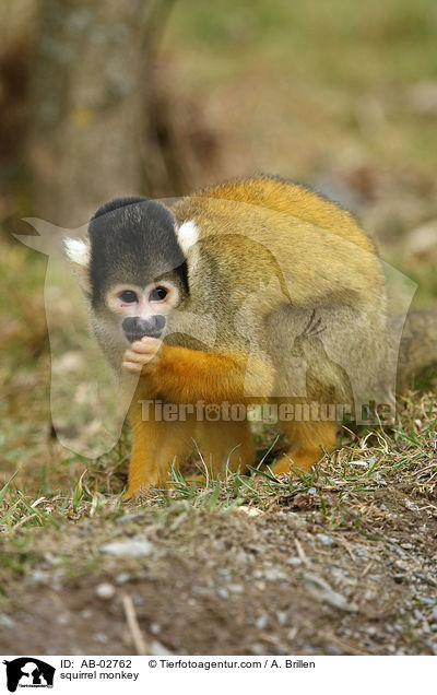 Totenkopfffchen / squirrel monkey / AB-02762