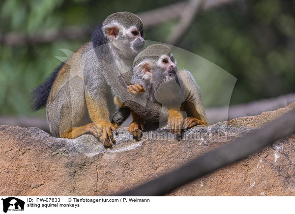 sitting squirrel monkeys / PW-07633