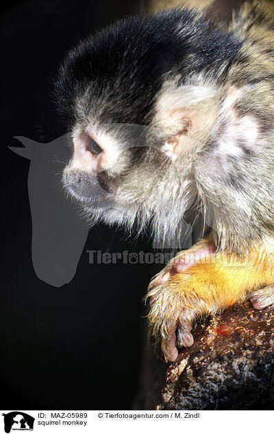 Totenkopfffchen / squirrel monkey / MAZ-05989