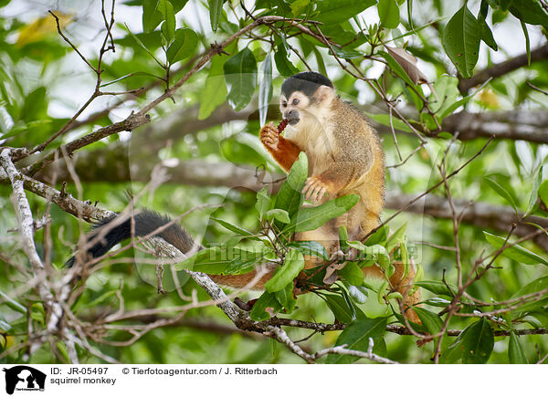 Totenkopfffchen / squirrel monkey / JR-05497