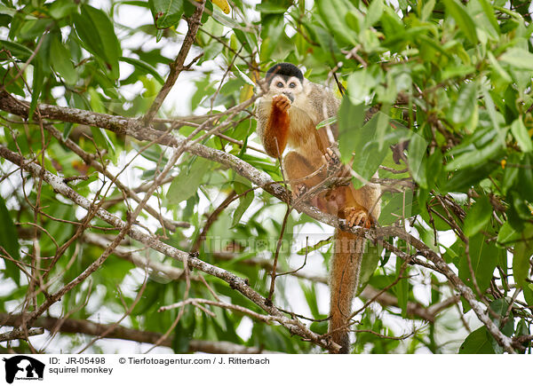 Totenkopfffchen / squirrel monkey / JR-05498