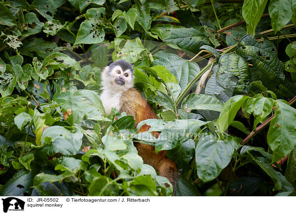 Totenkopfffchen / squirrel monkey / JR-05502