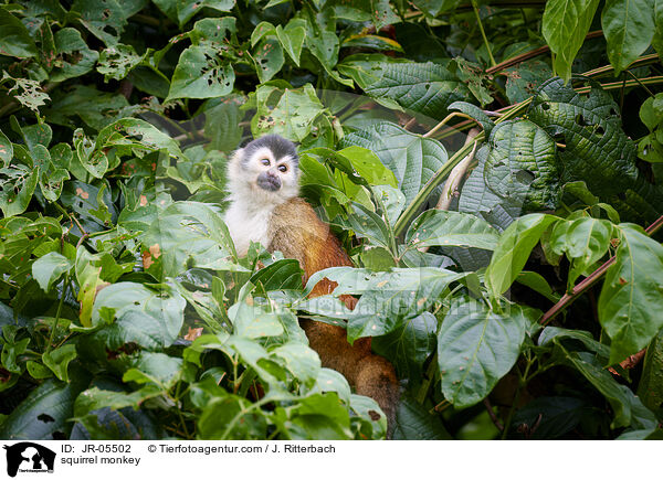 squirrel monkey / JR-05502