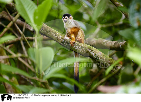 Totenkopfffchen / squirrel monkey / JR-05552