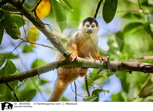 squirrel monkey / JR-05562