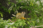 squirrel monkey