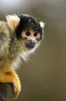 squirrel monkey