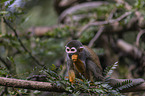 sitting squirrel monkey