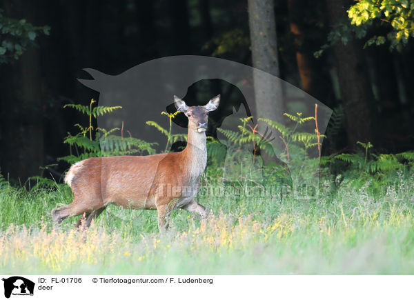 Hirsch / deer / FL-01706