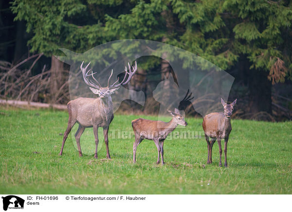 Hirsche / deers / FH-01696