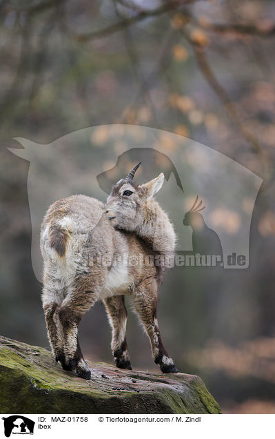 Steinbock / ibex / MAZ-01758