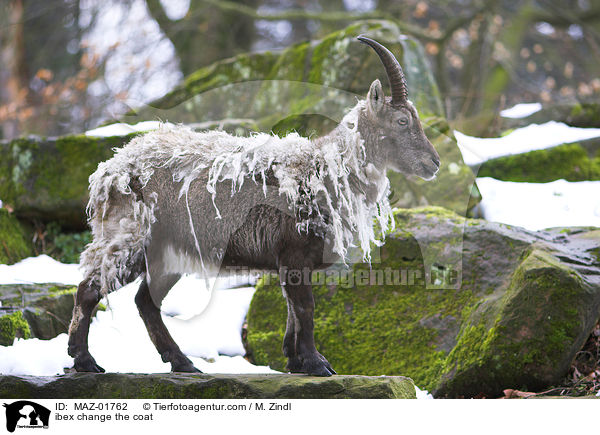 Steinbock im Fellwechsel / ibex change the coat / MAZ-01762