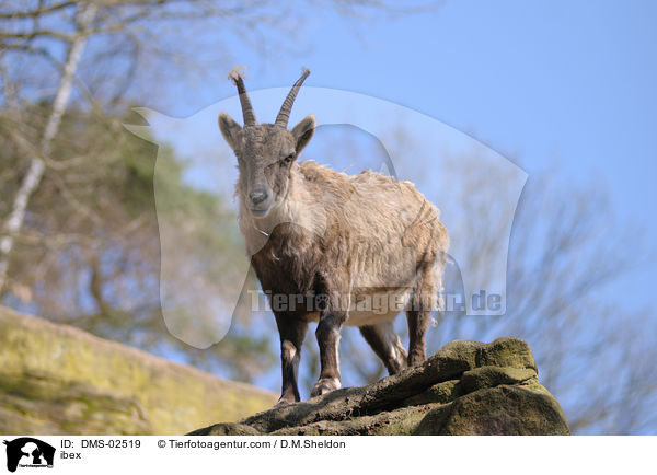 Steinbock / ibex / DMS-02519