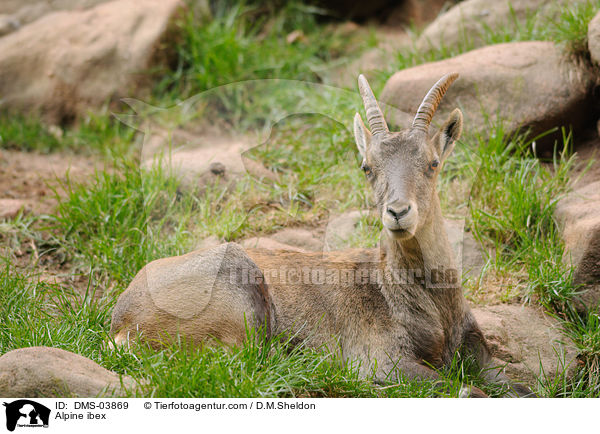 Steinbock / Alpine ibex / DMS-03869