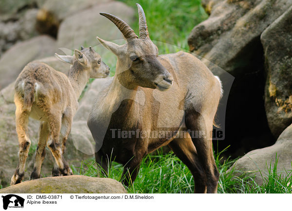 Alpine ibexes / DMS-03871