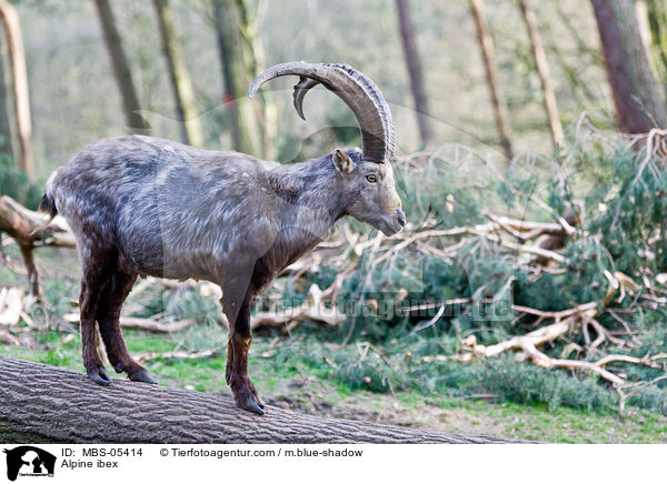 Steinbock / Alpine ibex / MBS-05414