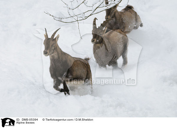 Steinbcke / Alpine ibexes / DMS-05394