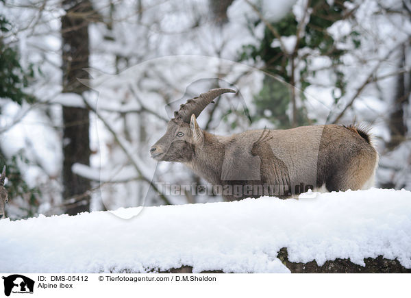 Steinbock / Alpine ibex / DMS-05412