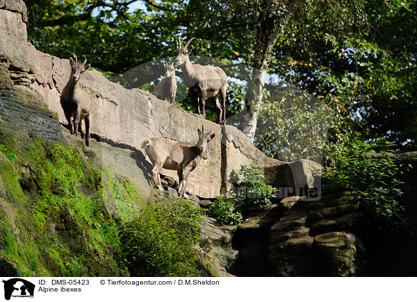 Steinbcke / Alpine ibexes / DMS-05423