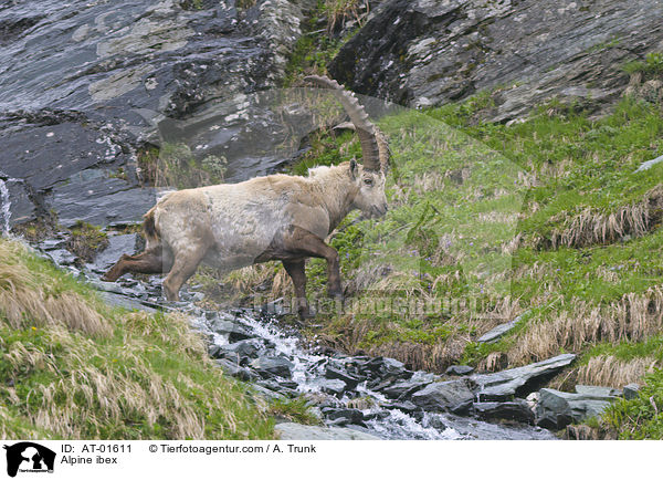 Steinbock / Alpine ibex / AT-01611