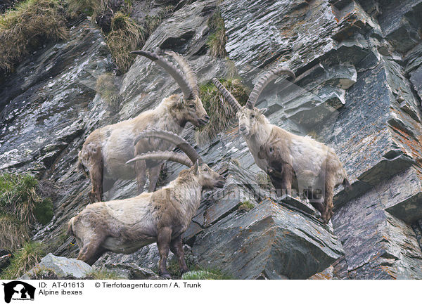 Alpine ibexes / AT-01613