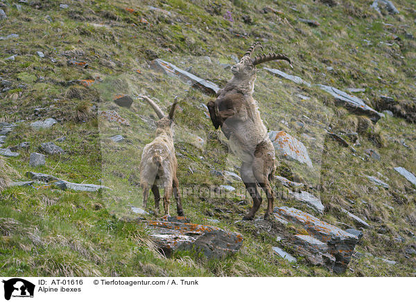Steinbcke / Alpine ibexes / AT-01616