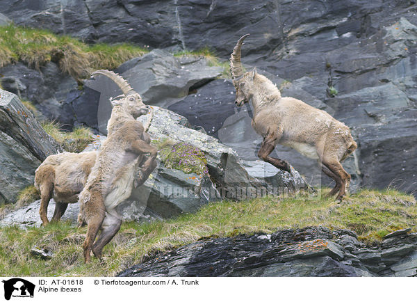 Steinbcke / Alpine ibexes / AT-01618