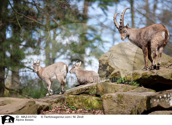 Steinbcke / Alpine ibexes / MAZ-03752