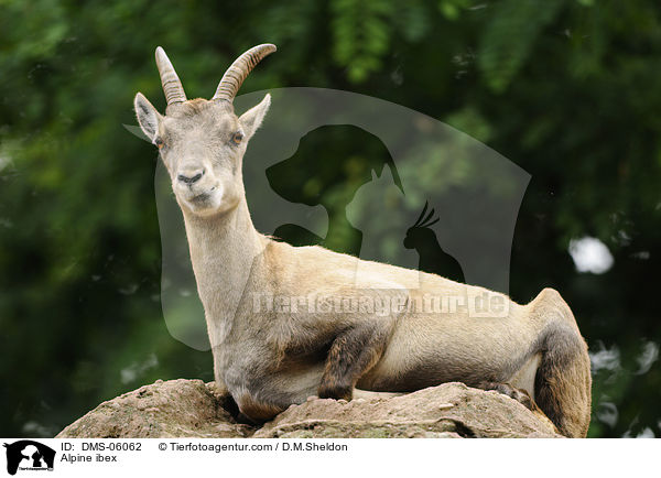 Steinbock / Alpine ibex / DMS-06062