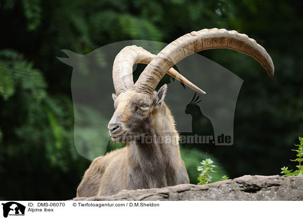 Steinbock / Alpine ibex / DMS-06070