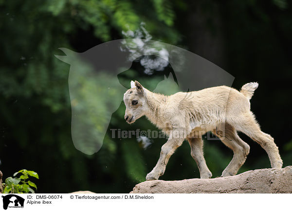 Steinbock / Alpine ibex / DMS-06074