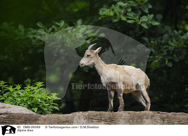 Steinbock / Alpine ibex / DMS-06089