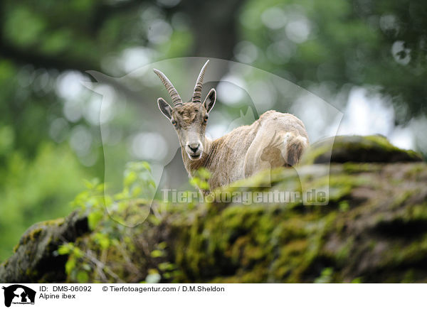 Steinbock / Alpine ibex / DMS-06092