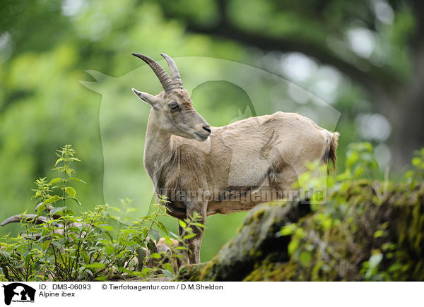 Steinbock / Alpine ibex / DMS-06093