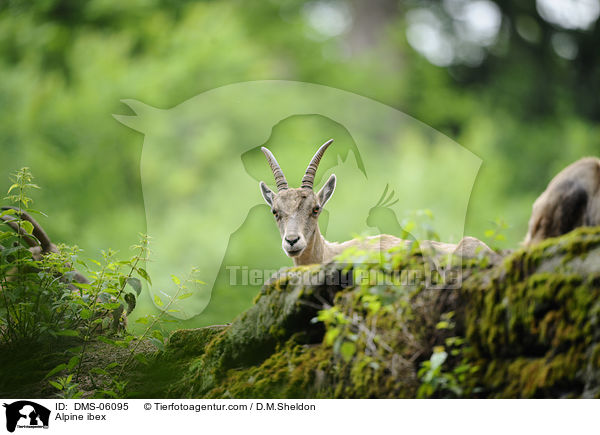 Steinbock / Alpine ibex / DMS-06095