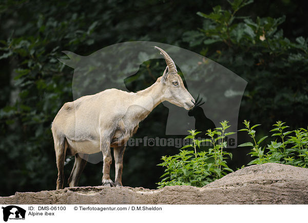 Steinbock / Alpine ibex / DMS-06100