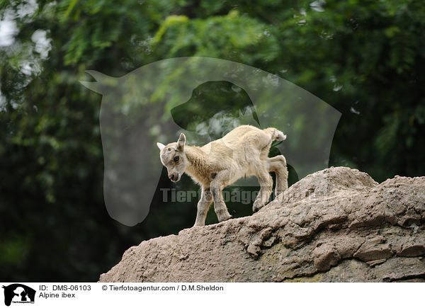 Steinbock / Alpine ibex / DMS-06103