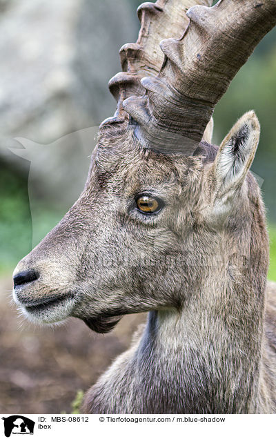 Steinbock / ibex / MBS-08612