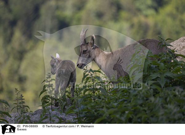 Steinbcke / Ibexes / PW-08889