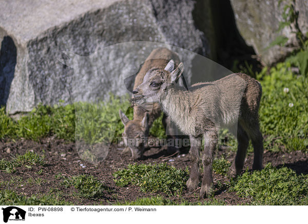 Steinbcke / Ibexes / PW-08898