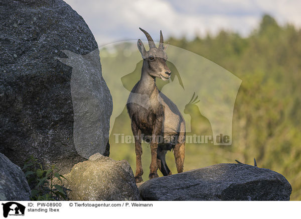 stehender Steinbock / standing Ibex / PW-08900