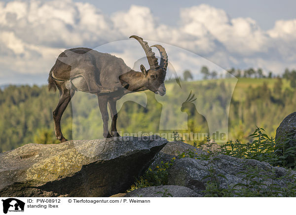 stehender Steinbock / standing Ibex / PW-08912