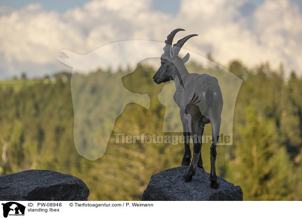 stehender Steinbock / standing Ibex / PW-08948